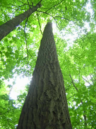 Much of the eastern portions of the UIRW are forested