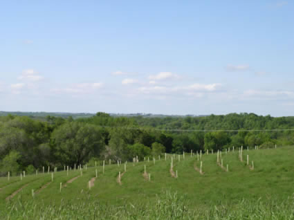 Tree plantings in the UIRW